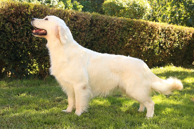 Étalon Golden Retriever - Opus Grande Shirin