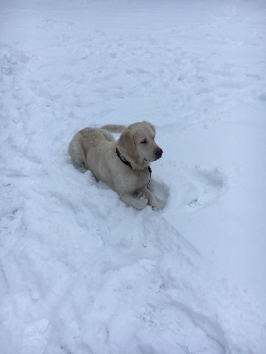 Étalon Golden Retriever - Non-stop harper Des Sables D'Ipanema