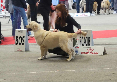 Étalon Golden Retriever - Hearunes Upon massachusetts bay