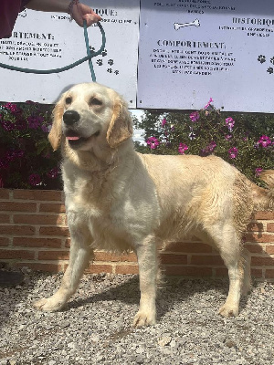 Étalon Golden Retriever - Tristesse de la Vallée de Saint Samson