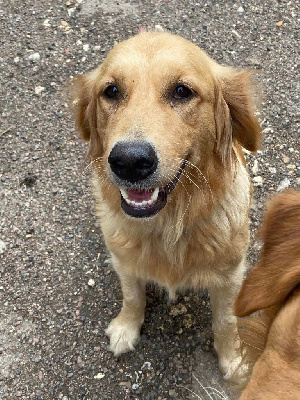 Étalon Golden Retriever - Tornade De L'Arche De Lolita