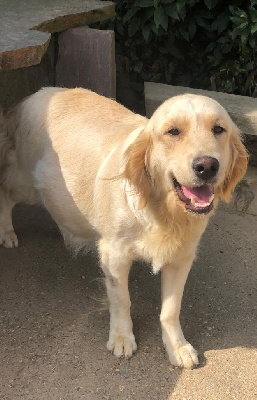 Étalon Golden Retriever - The queen Du Ruisseau De La Groseille