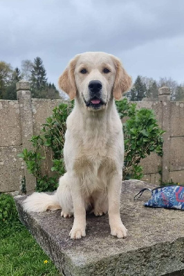 Étalon Golden Retriever - Uguette Ar Bann Heol