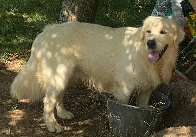 Étalon Golden Retriever - Opus Grande Tayron