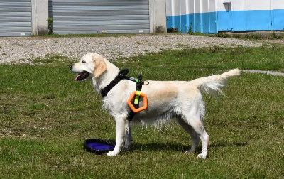 Étalon Golden Retriever - Odjime du domaine Dixiris