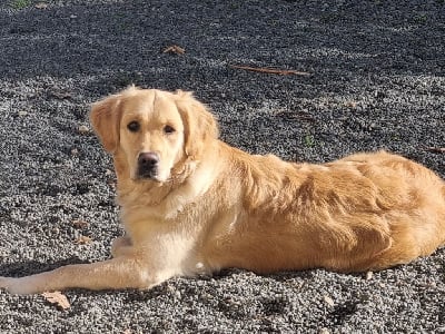 Étalon Golden Retriever - Rusty De Miel et d'Or