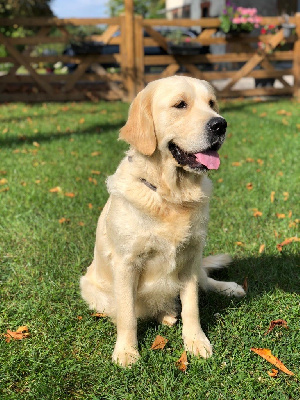 Étalon Golden Retriever - Una-bella de la Gabrière