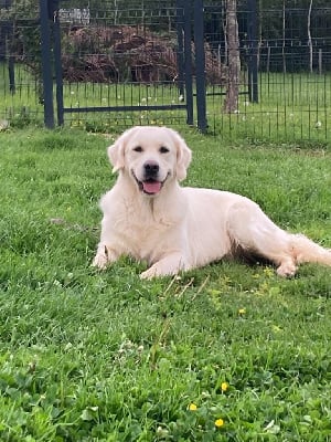 Étalon Golden Retriever - Total recall des Légendaires Nahauri