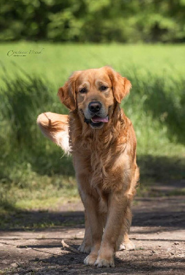 Étalon Golden Retriever - Seeco Du domaine de la villatelle