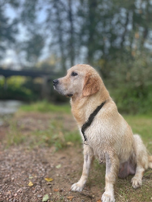 Étalon Golden Retriever - Synka Du Domaine Texan