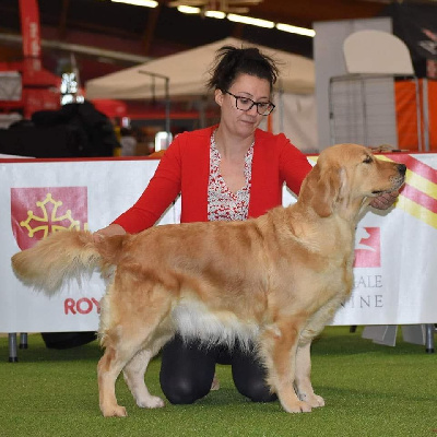 Étalon Golden Retriever - CH. Nouvelle pierre précieuse de la rivière d'opale