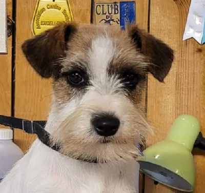 Étalon Jack Russell Terrier - Ti amo Des Gerveilles