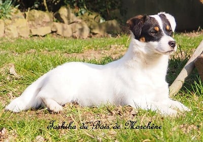 Étalon Jack Russell Terrier - Toshiba du bois de Morchène