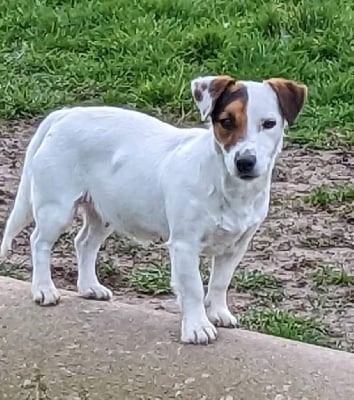 Étalon Jack Russell Terrier - Royale Du Domaine Des Deux étoiles