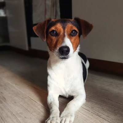 Étalon Jack Russell Terrier - Sidonie des Terres des Forges