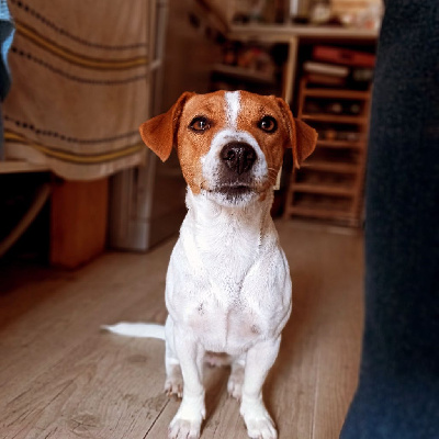 Étalon Jack Russell Terrier - Taranis De La Poirodiere