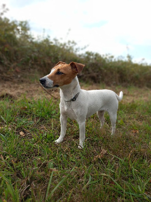 Étalon Jack Russell Terrier - Saba des Terres des Forges