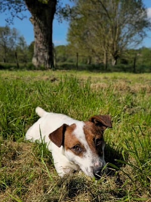 Étalon Jack Russell Terrier - Ully Du Haut Atlas