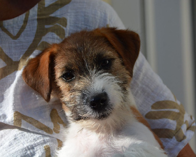 Étalon Jack Russell Terrier - Valentina Des Gerveilles