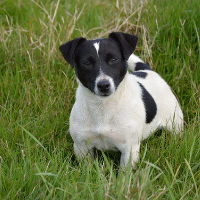 Étalon Jack Russell Terrier - U'wendy Des Terriers Du Large