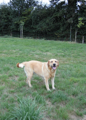 Étalon Labrador Retriever - Rihanna De L'Amour Des Trois Chocolats