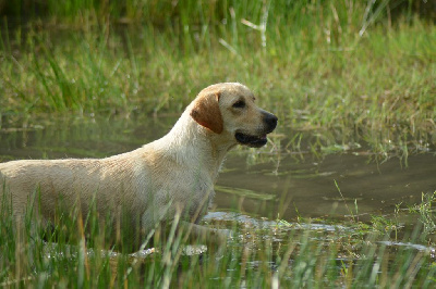 Étalon Labrador Retriever - Reva (Sans Affixe)