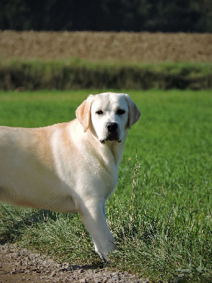 Étalon Labrador Retriever - Rina De l'aigle de meaux