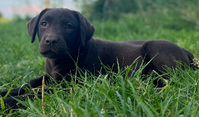 Étalon Labrador Retriever - Vénus (Sans Affixe)