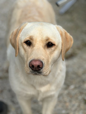 Étalon Labrador Retriever - Telma Du prieur de la roche