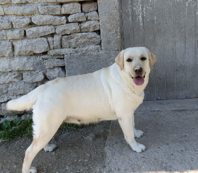 Étalon Labrador Retriever - Sweet du moulin de sault