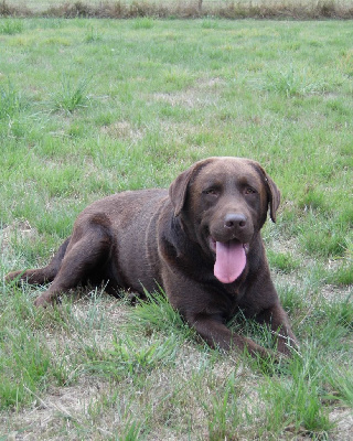 Étalon Labrador Retriever - Simba des Graffitis de la Lauzeraie