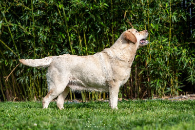 Étalon Labrador Retriever - a sense of pleasure's Texas margarita