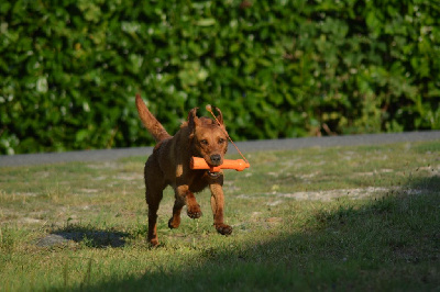 Étalon Labrador Retriever - Belniden legacy of cablea