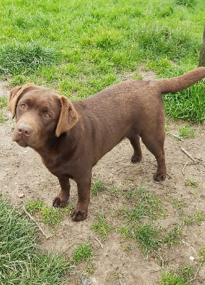 Étalon Labrador Retriever - Urphée De La Cité Des Animaux