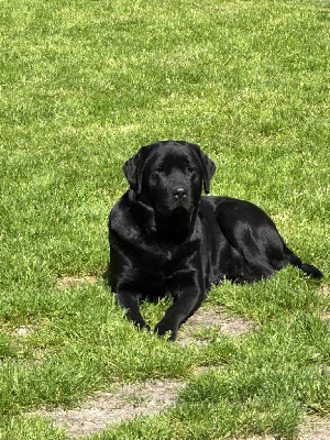 Étalon Labrador Retriever - Texas De sandie landes