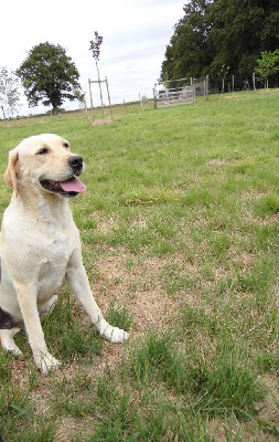 Étalon Labrador Retriever - Sidney Des Rêveurs De Galens