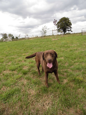 Étalon Labrador Retriever - Shelsy (Sans Affixe)