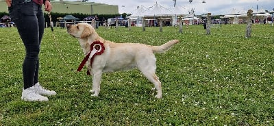 Étalon Labrador Retriever - Seattle Du domaine d'orloup