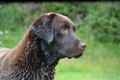 Étalon Labrador Retriever - Sologne Hunters's Rock