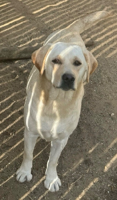 Étalon Labrador Retriever - Tictac De l'aigle de meaux