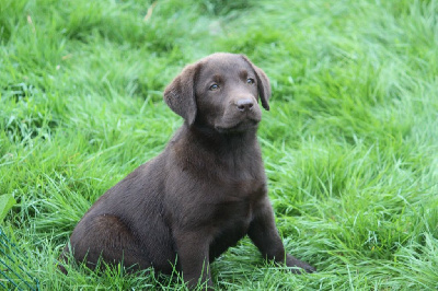 Étalon Labrador Retriever - Valkyrie Des Voix D'Hyris