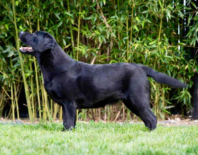 Étalon Labrador Retriever - Uncharted De L'Etang Balancet