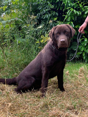 Étalon Labrador Retriever - Tonic Du Domaine De La Sauvagine