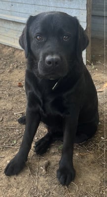 Étalon Labrador Retriever - Sacha de la vallée de l’empereur