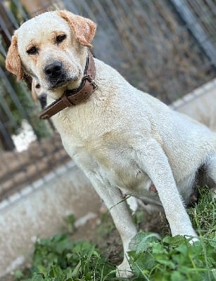 Étalon Labrador Retriever - Tropic De l'aigle de meaux