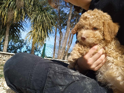 Étalon Lagotto Romagnolo - Viou de la Victoire d'Urtie