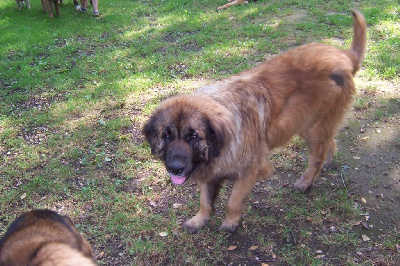 Étalon Leonberger - Reseda De La Ferme De Lautreppe