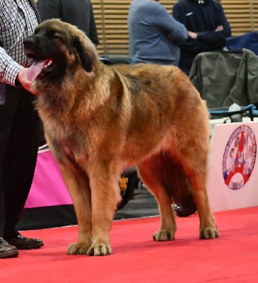 Étalon Leonberger - Tina Des Terres De Beauregard