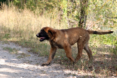 Étalon Leonberger - Vénus Des Collines D'Aztlan