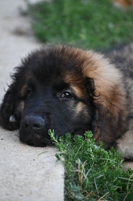 Étalon Leonberger - Virgo d'ares et aphrodite Des Dieux De Sarusi